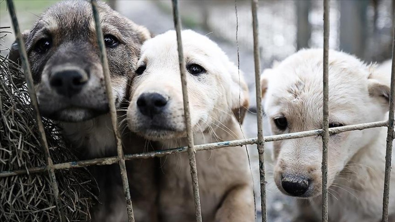 Apartmanda köpek beslemek yasak mı?