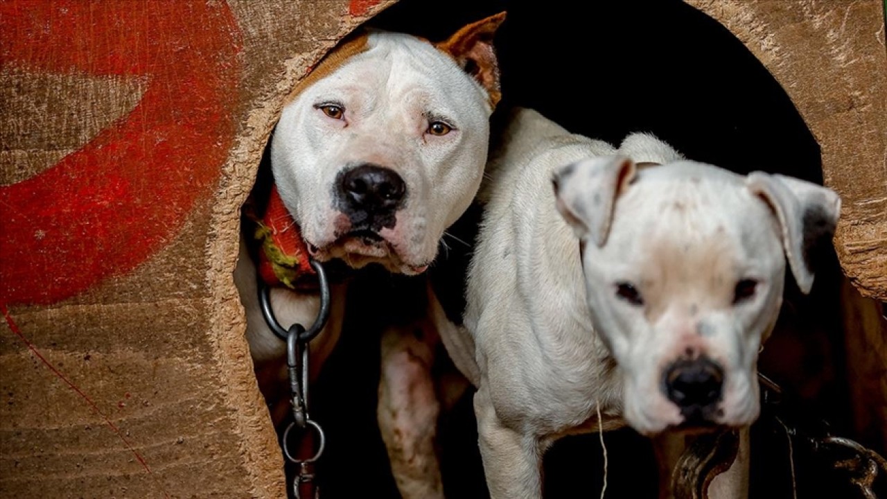 Cane Corso yasak mı? Türkiye'de beslenmesi yasak olan köpek ırkları