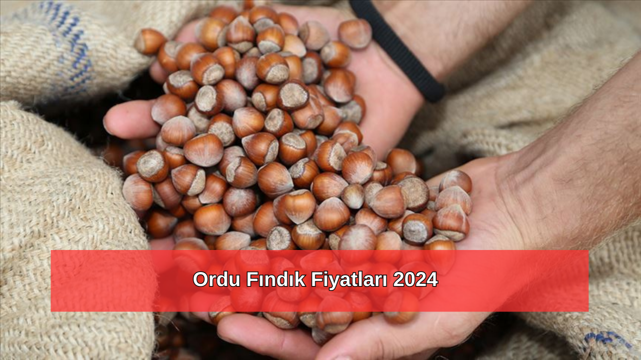 Ordu Fındık Fiyatları 2024: Bugün Ordu Fındık Kaç TL?