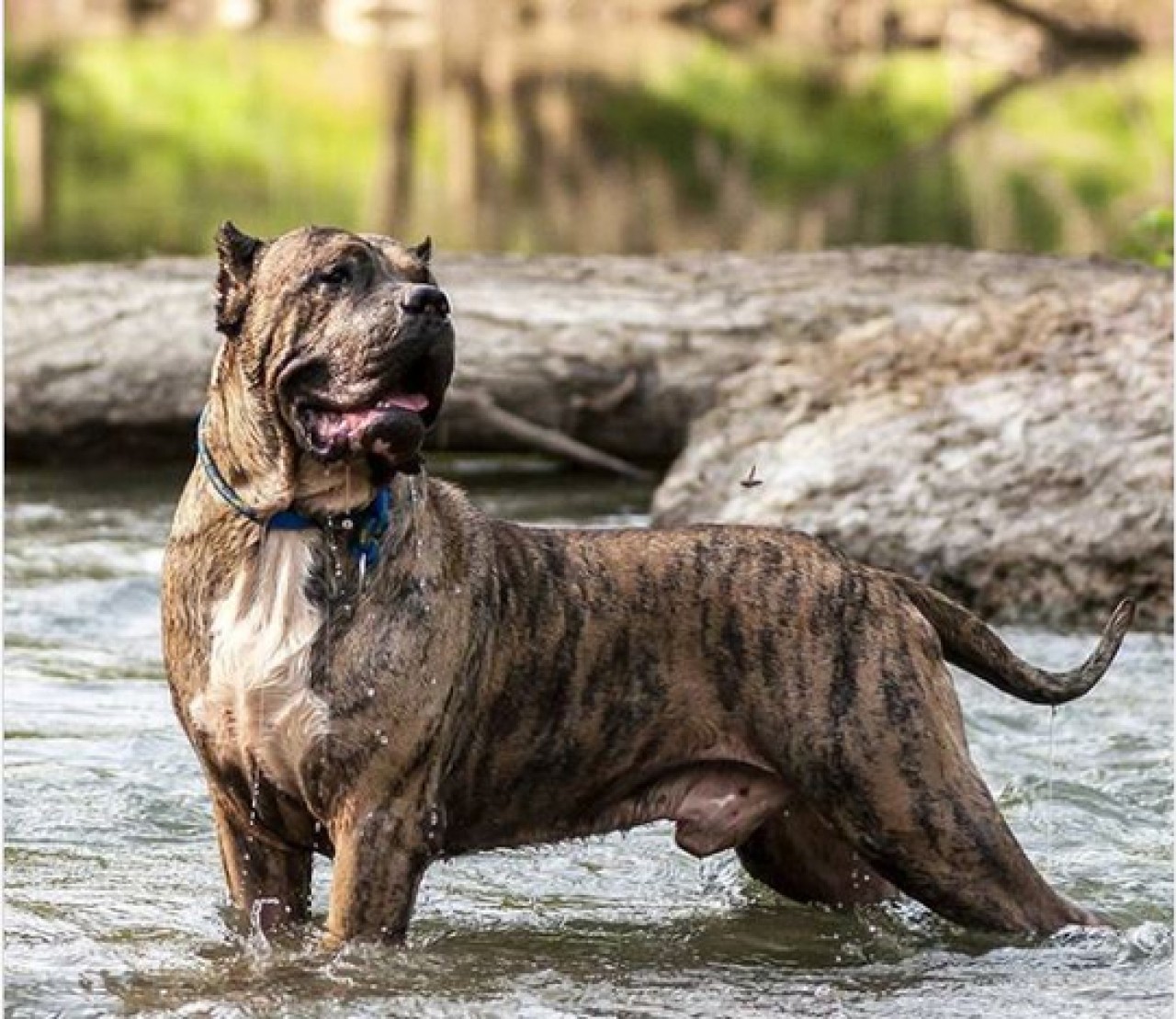 Presa Canario yasak mı? Presa Canario neden yasak?