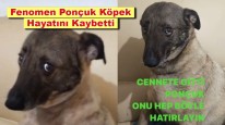 Fenomen Ponçuk Köpek Hayatını Kaybetti: Ponçuk Köpek Neden Öldü?