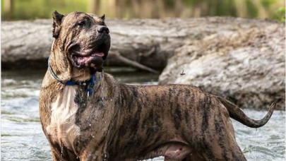 Presa Canario yasak mı? Presa Canario neden yasak?