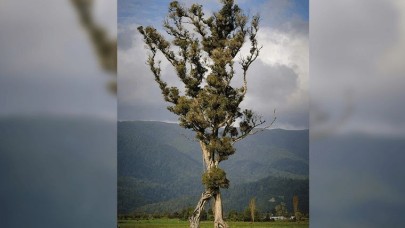 Doğa Harikası 'Yürüyen Ağaç', Yılın Ağacı Olarak Taçlandırıldı!