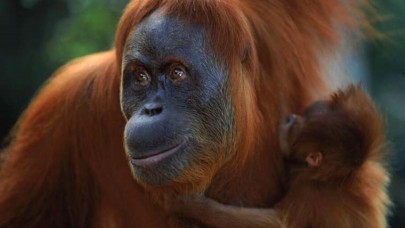 Sumatra Orangutanlarının Şaşırtıcı Yeteneği: Doğuştan Gelen Mühendislik Kabiliyetleri!