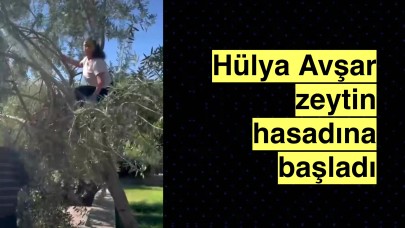 Hülya Avşar Ayvalıkta bulunan evinde zeytin hasadına başladı