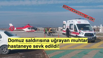 Sivas'ta Dehşet: Domuz Saldırısına Uğrayan Muhtar Hayatta Kalma Mücadelesi Veriyor!