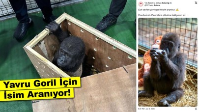 Sosyal Medyada Gündem Oldu: Yavru Goril İçin İsim Aranıyor!