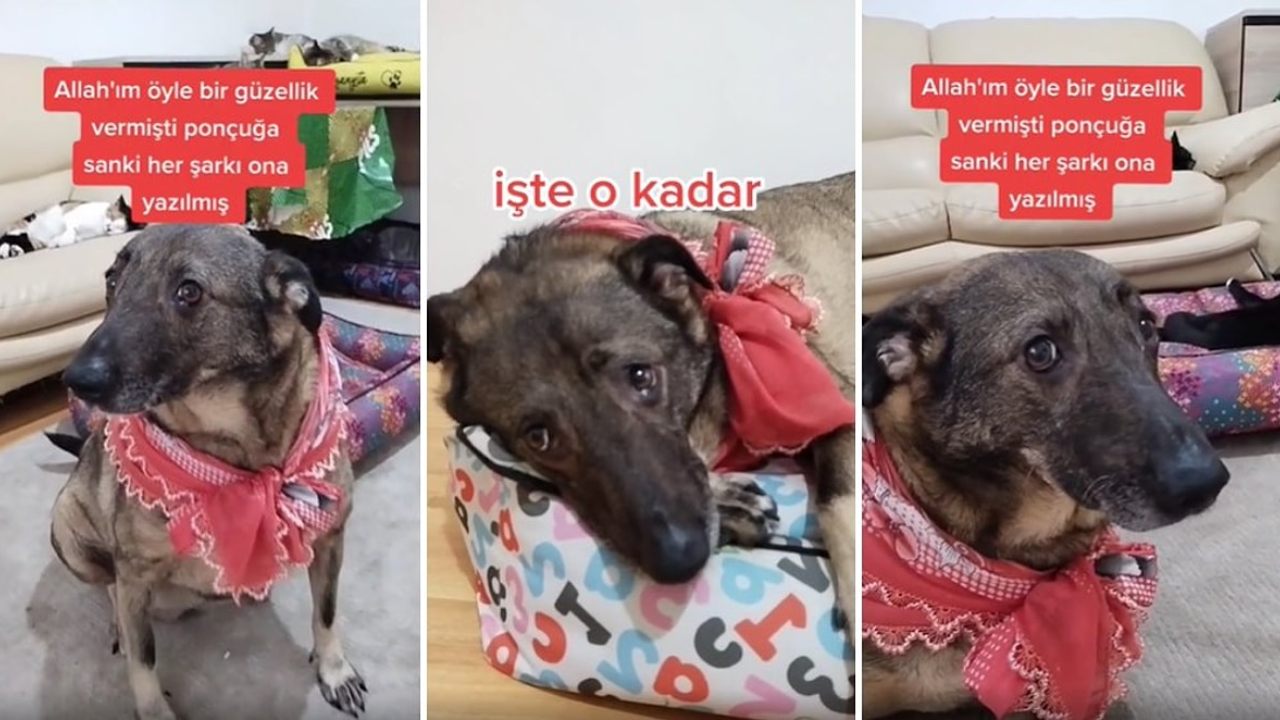 Fenomen Ponçuk Köpek Hayatını Kaybetti: Ponçuk Köpek Neden Öldü?